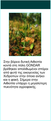 Στην βόρειο δυτική Αιθιοπία κοντά στη πόλη GONDAR βρέθηκαν απολιθωμένοι σπόροι από φυτά της οικογενείας των Χεδροπών στην όποια ανήκει και η φακή. Σήμερα στην Αιθιοπία υπάρχει η μεγαλύτερη πυκνότητα αγριοφακής.