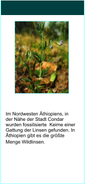 Im Nordwesten thiopiens, in der Nhe der Stadt Condar wurden fossilisierte  Keime einer Gattung der Linsen gefunden. In thiopien gibt es die grte Menge Wildlinsen.